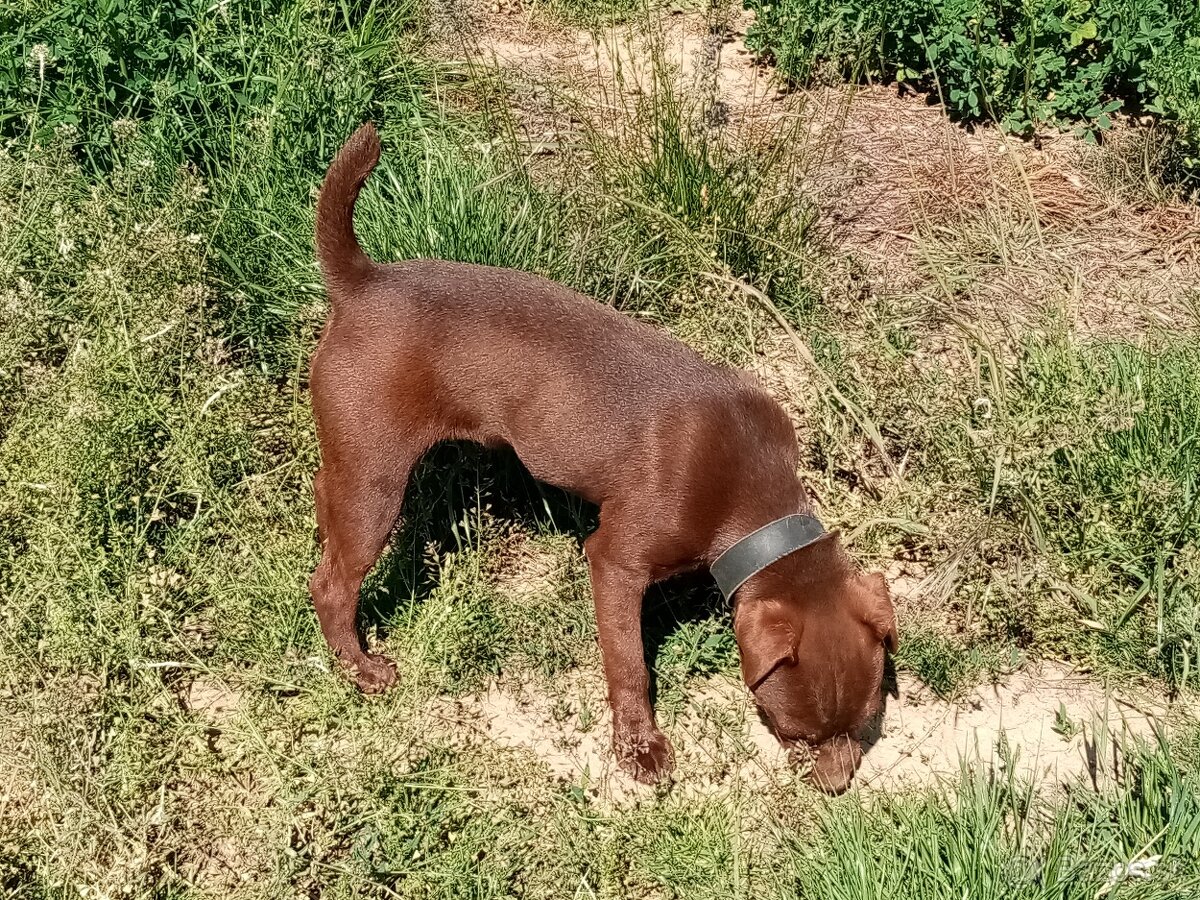 Patterdale terrier