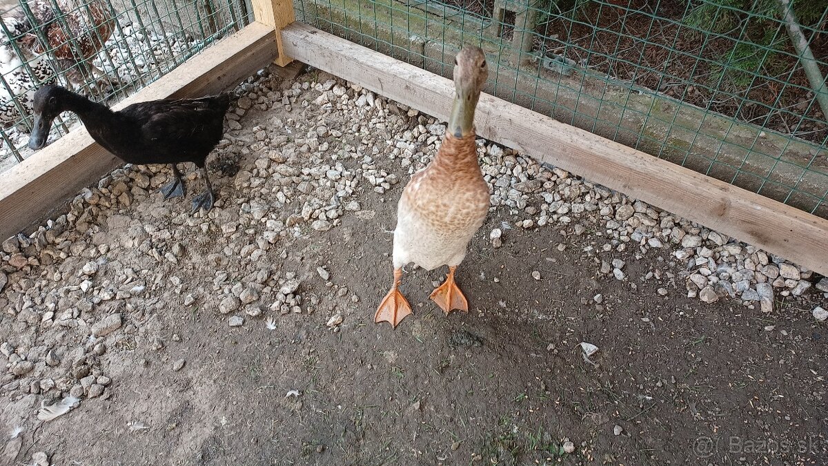 Predám indické bežce
