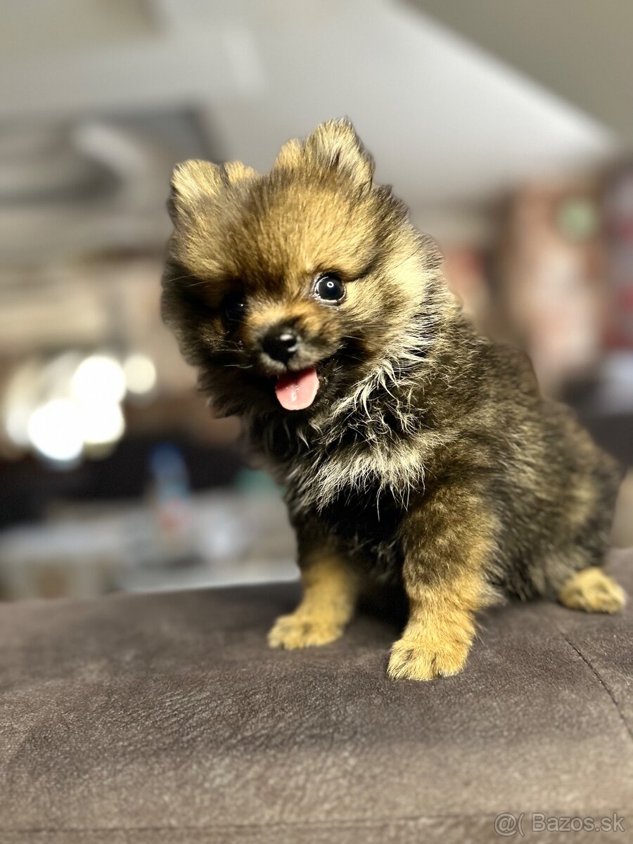 Šteniatko pomeranian