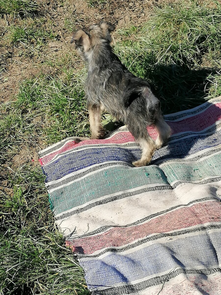 Bradáč malý