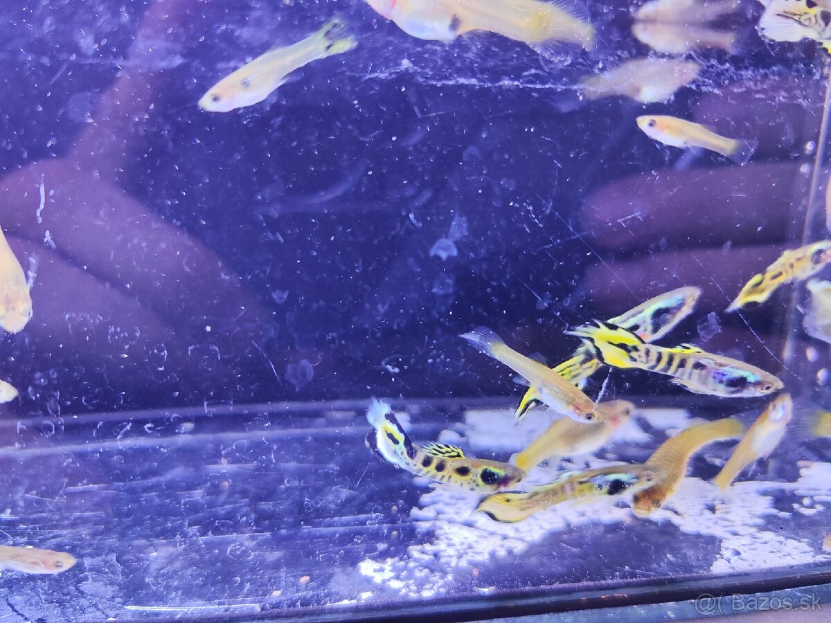 Endlerky yellow tiger