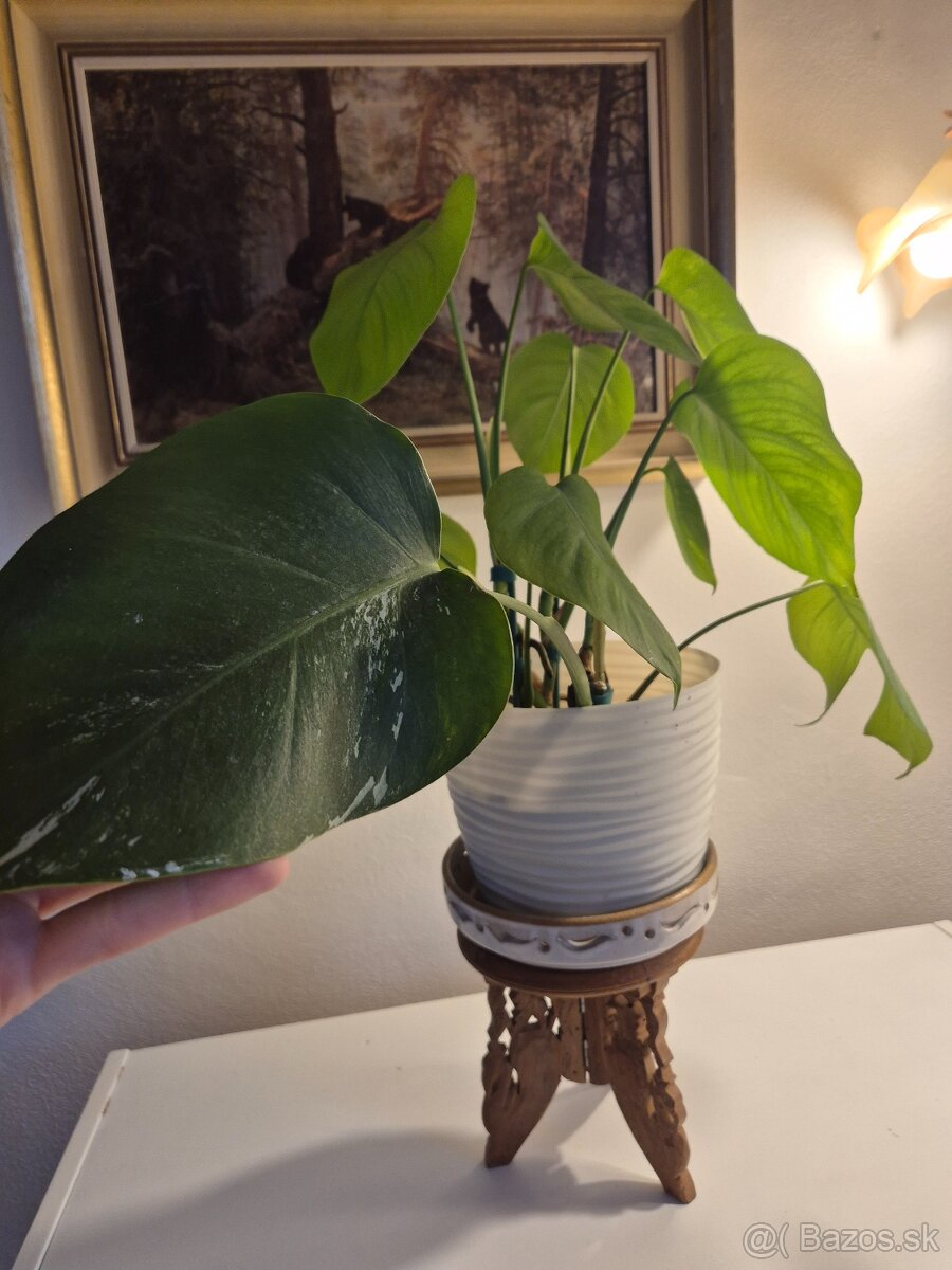 Biela monstera 3ks