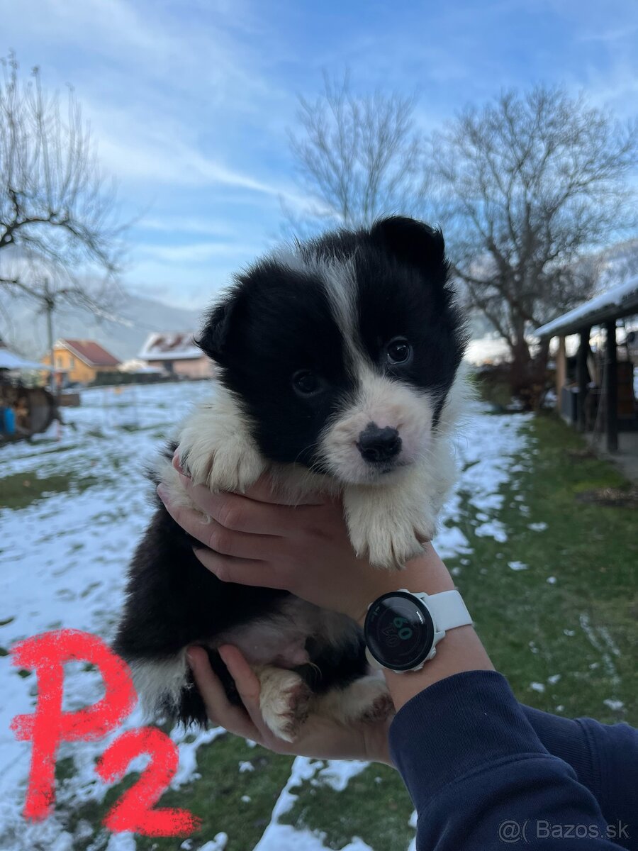 Predám border kólia šteniatka