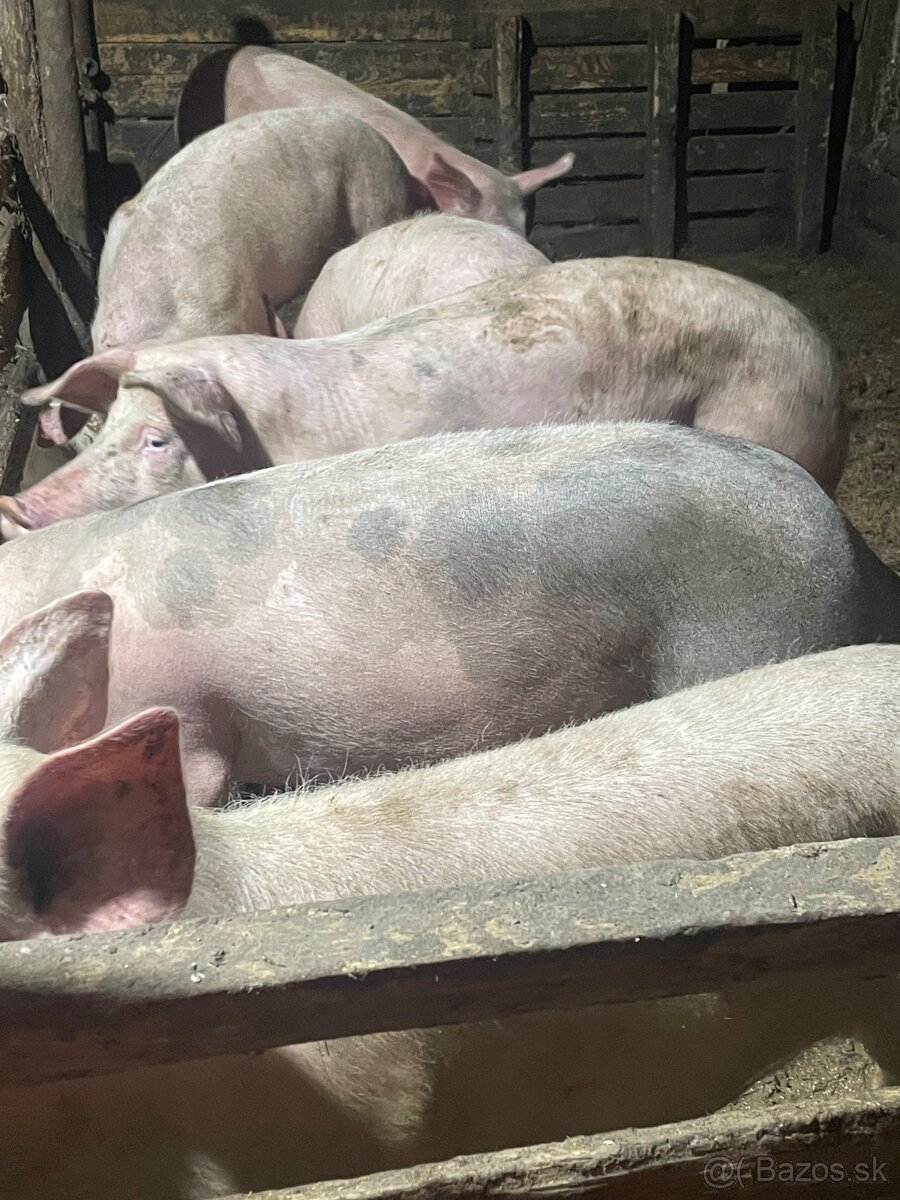 Jatočné ošípané