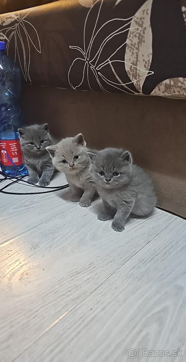 Britské modré maciatka