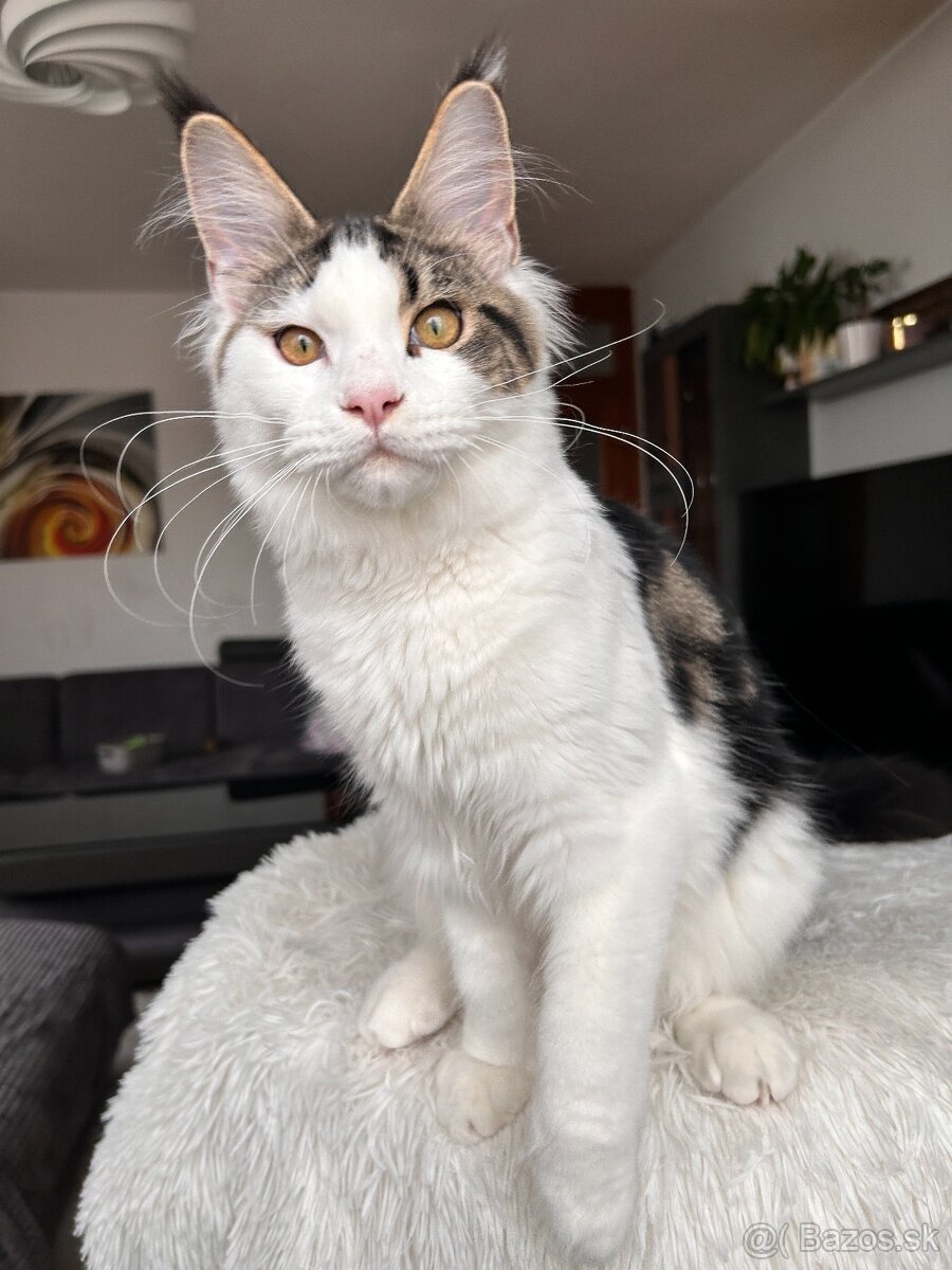 Mainská mývalia s PP _ Maine Coon