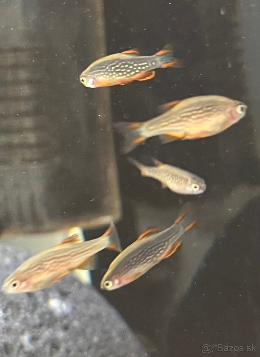 Razbora galaxy