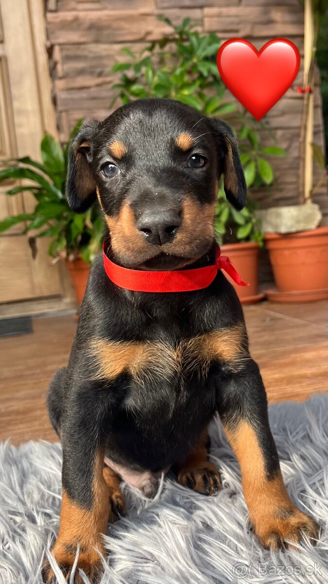 Šteniatka DOBERMAN