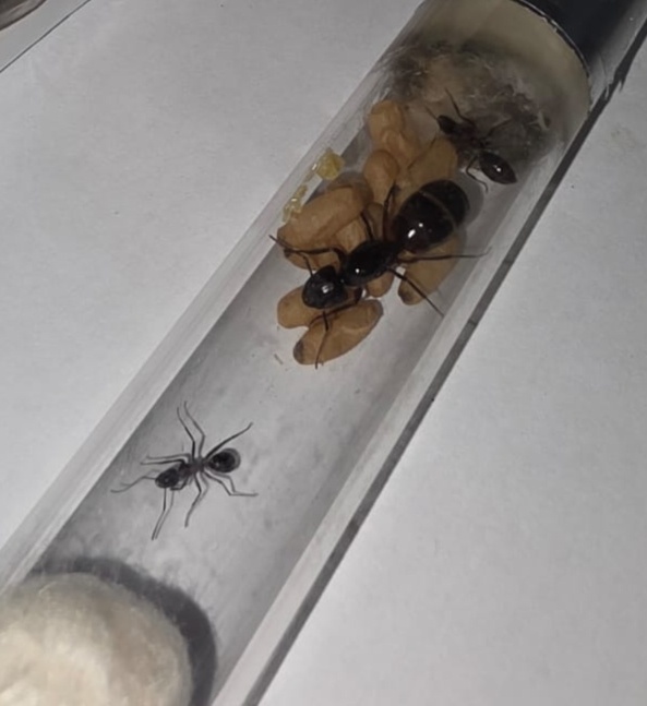 Mravce Camponotus Ligniperda