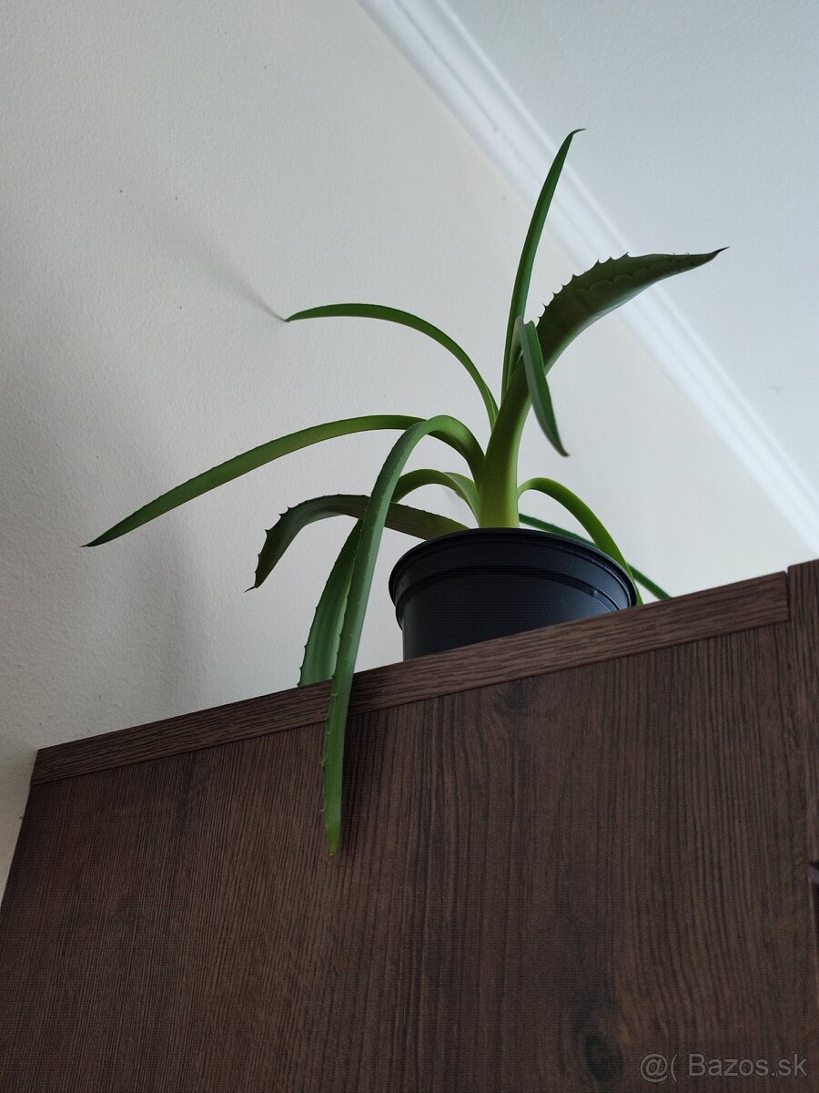 Agave