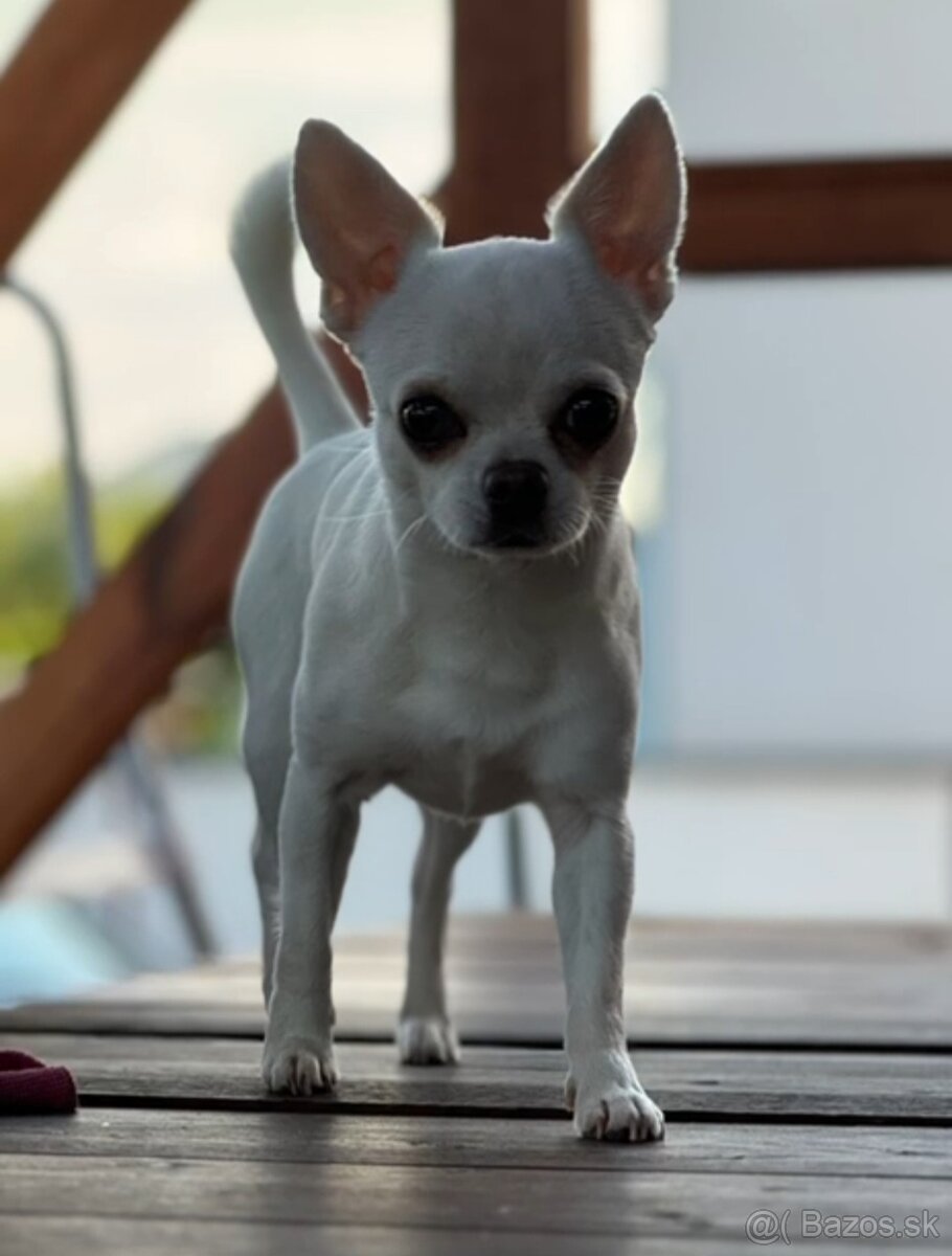 HOLÍČ / BORSKÝ MIKULÁŠ: 🐾 Ponuka na krytie – čivava Jackie