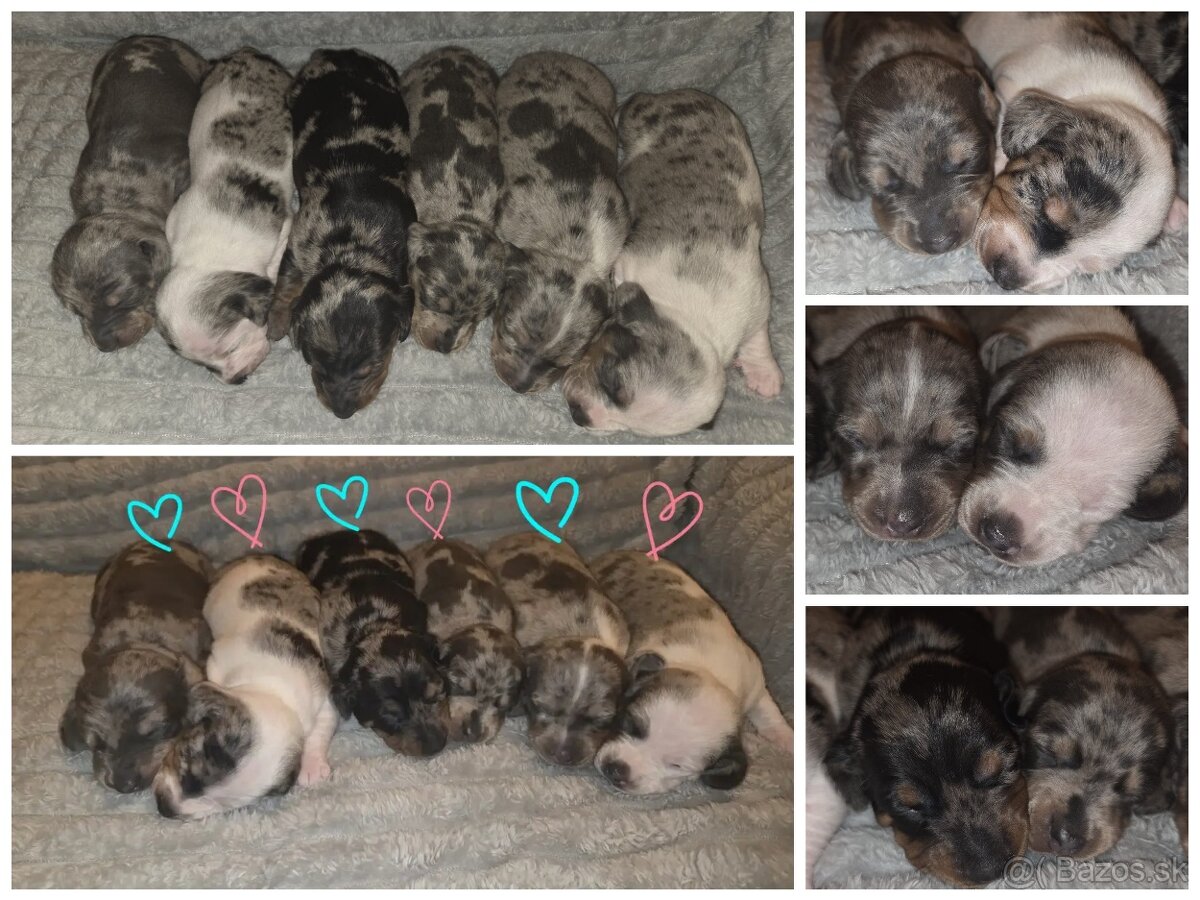 Šteniatka jazvečíka trpasličieho