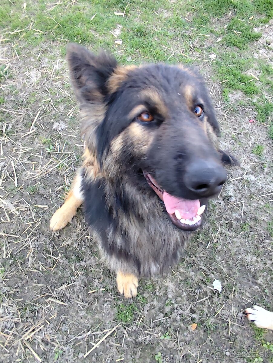 Nemecký ovčiak darujem