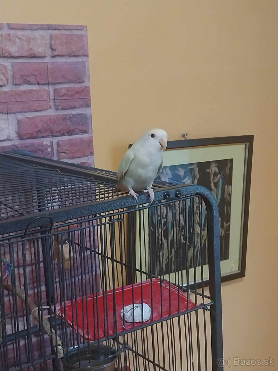 Agapornis ružovohrdlý