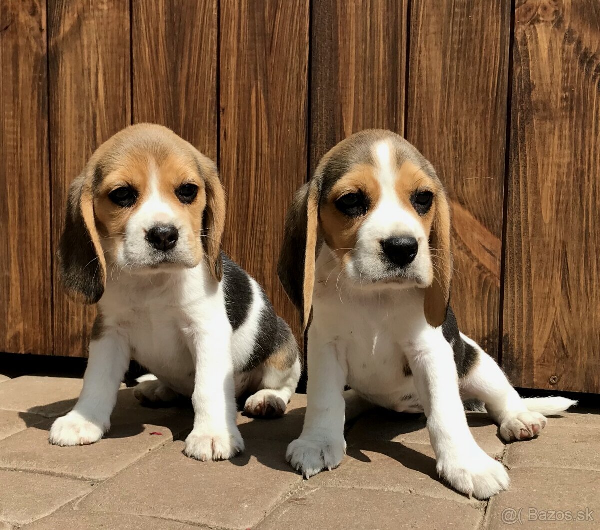 Beagle Bigel Bigl s PP FCI