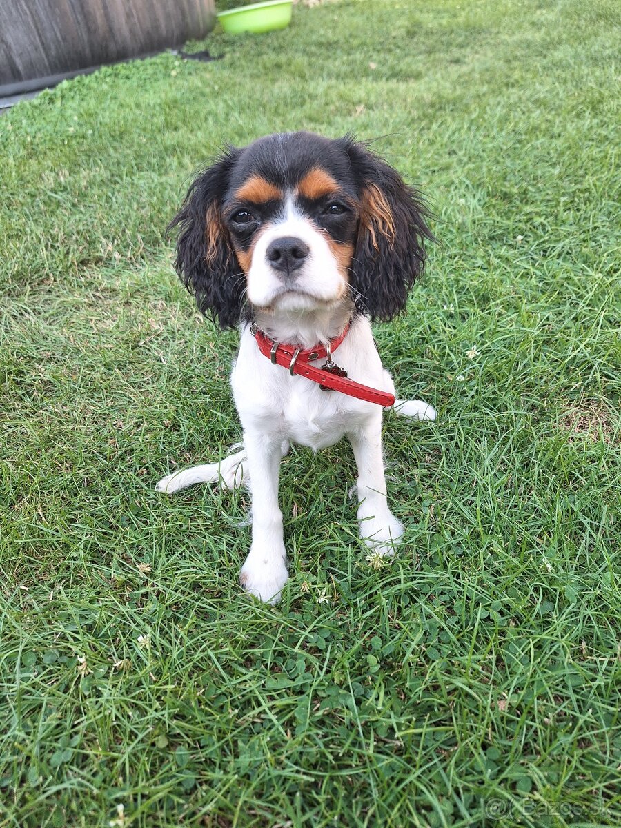 Cavalier king charles spaniel