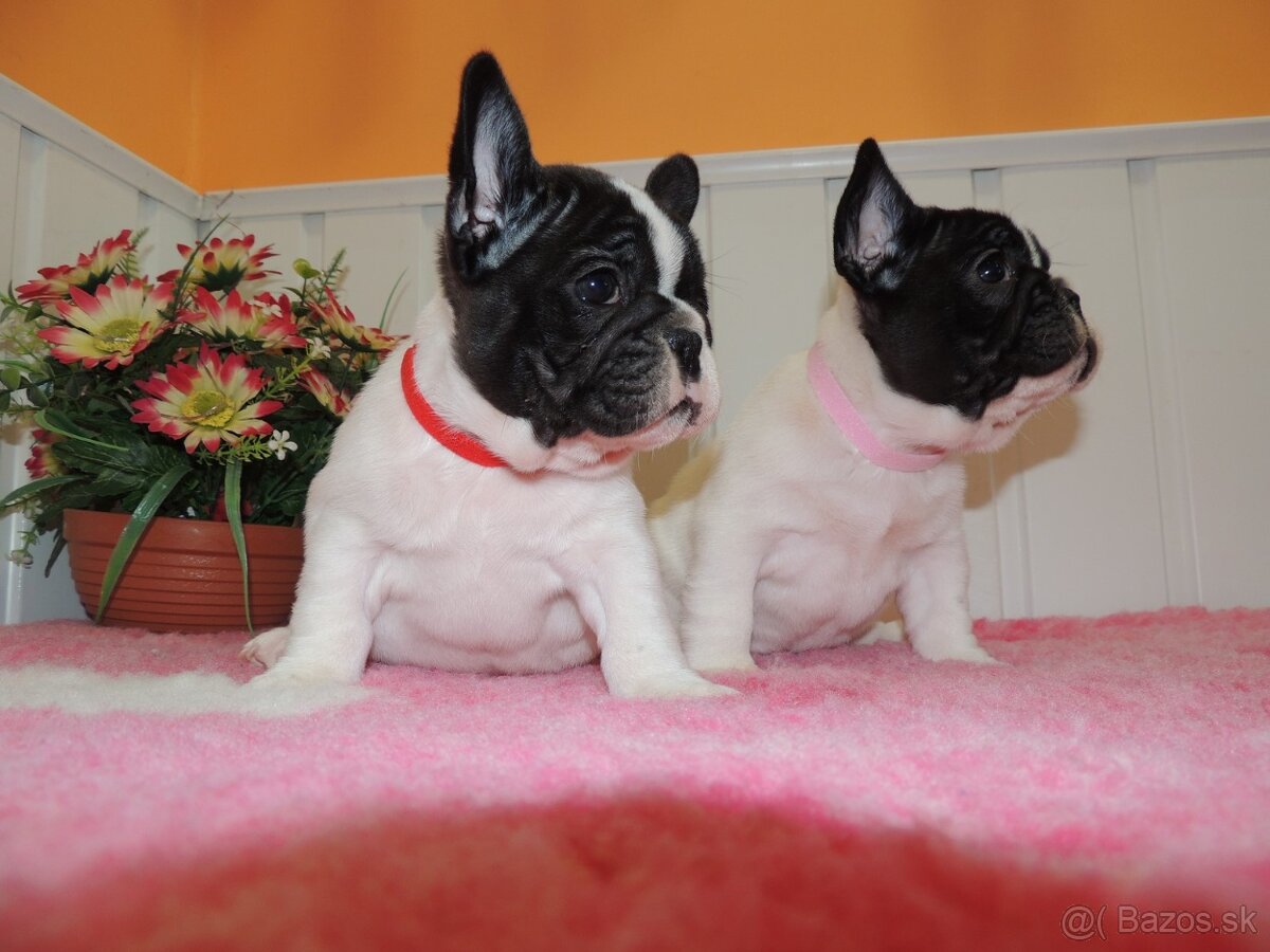 Francúzsky buldoček s PP.