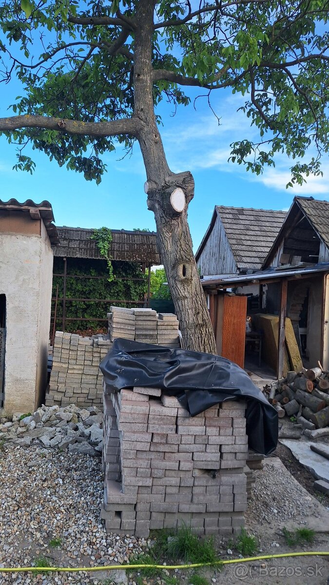 Darujem kmen orecha za vyrezanie