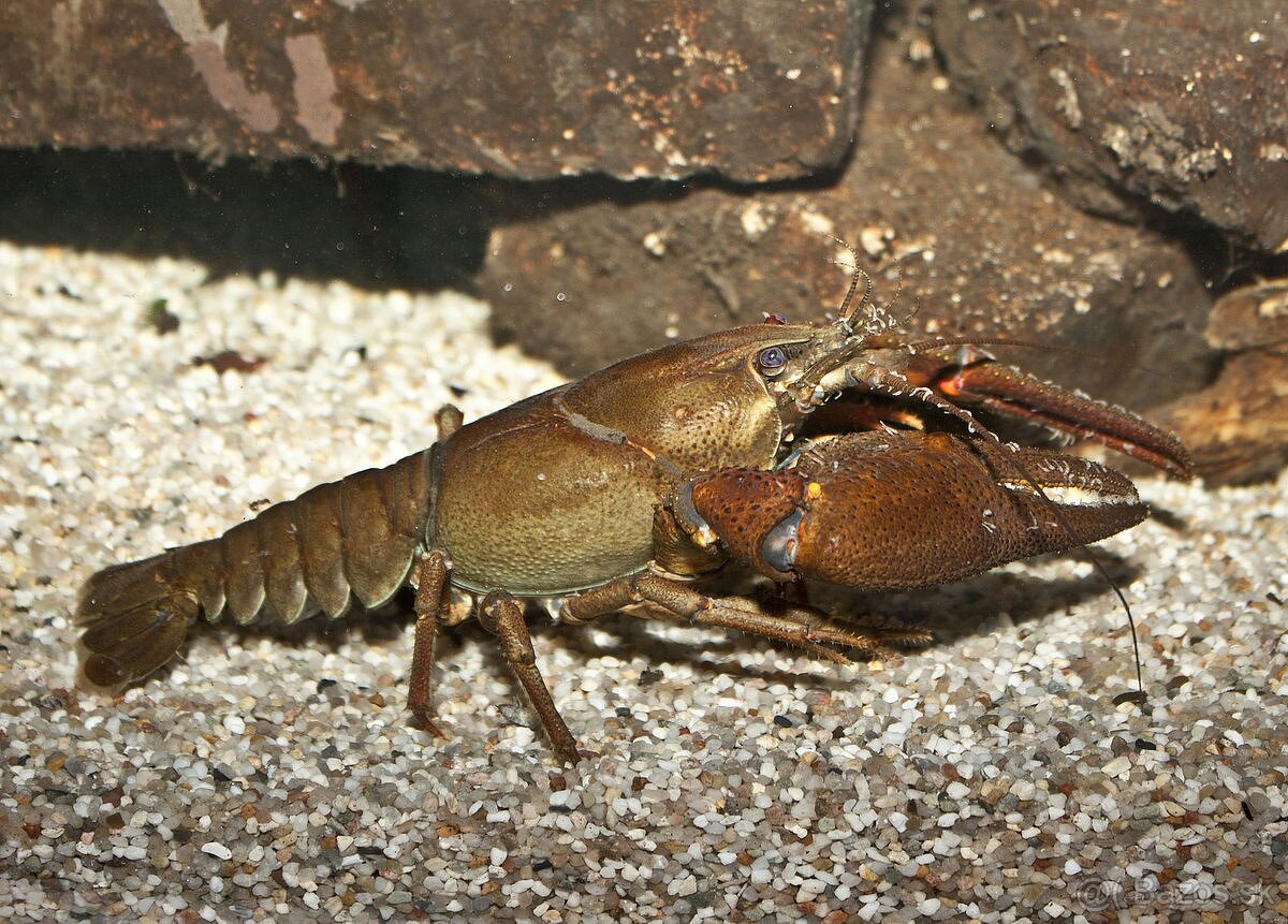 Rak riečny (Astacus astacus)