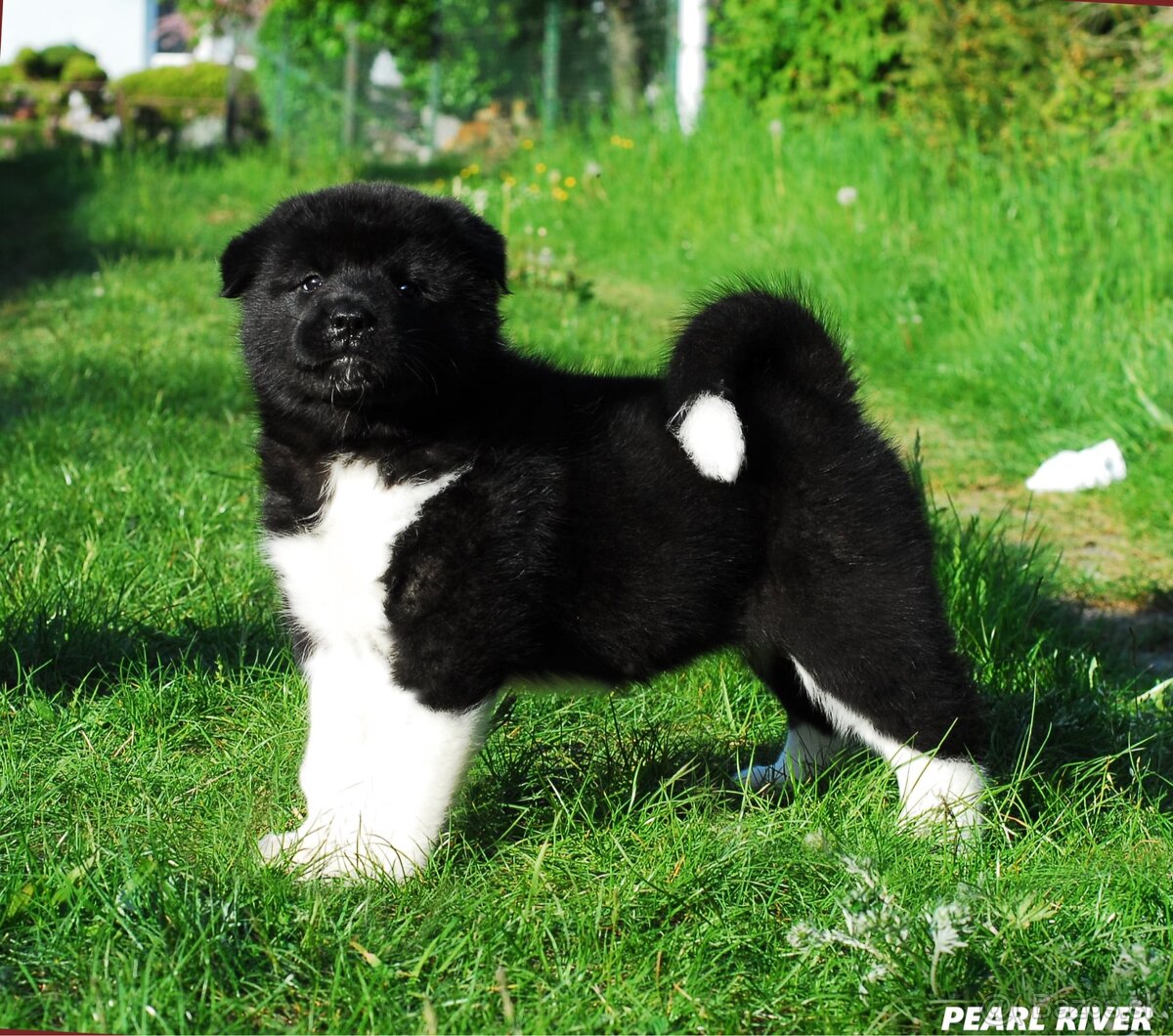 Americká Akita