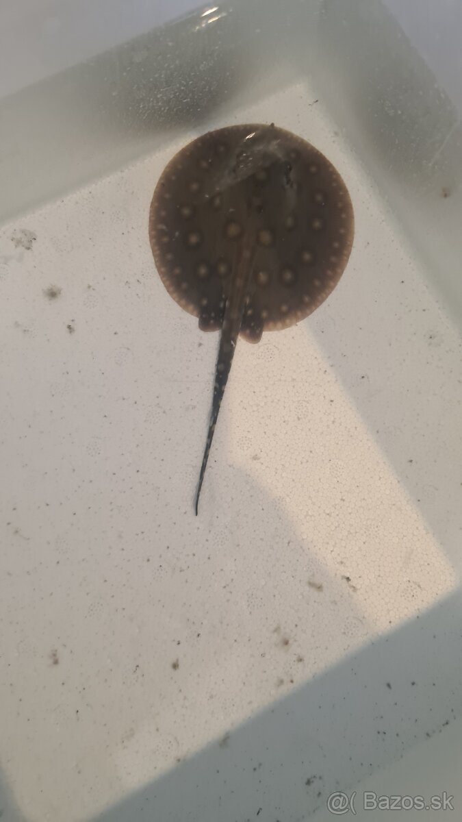 potamotrygon motoro mini royal marbled