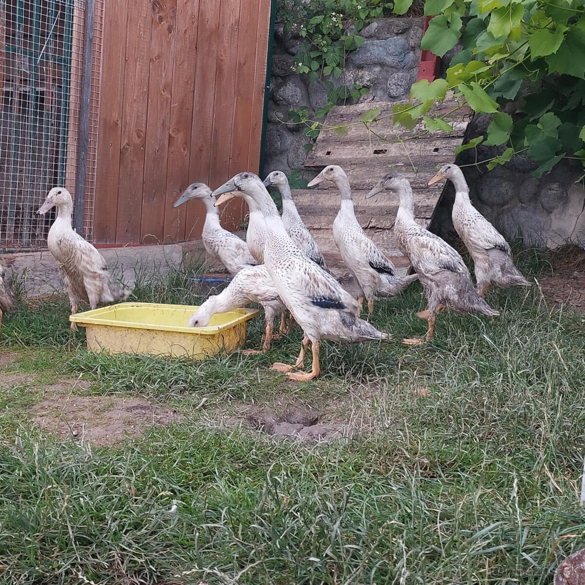 Indický Bežec - kaciatka , strieborne sfarbene, 7tyzdnove