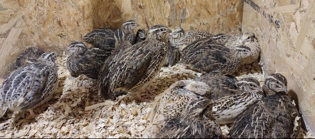 Japonské prepelice (Faraón Jumbo)