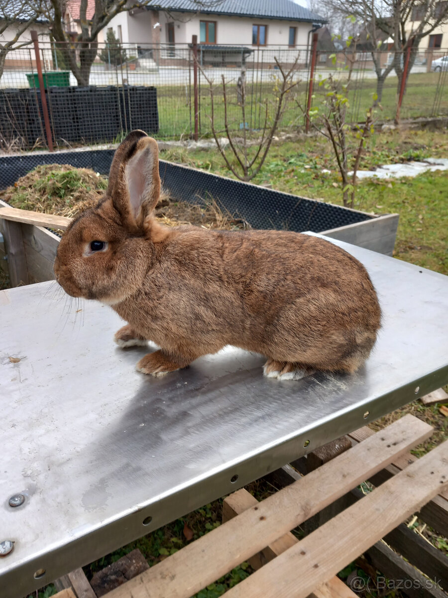 Predám králiky
