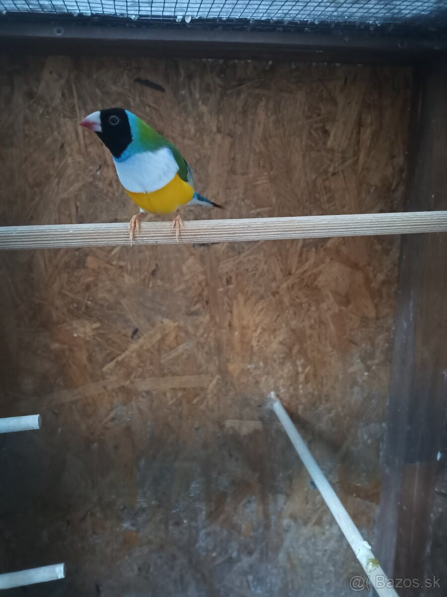 Amadina Gloudove