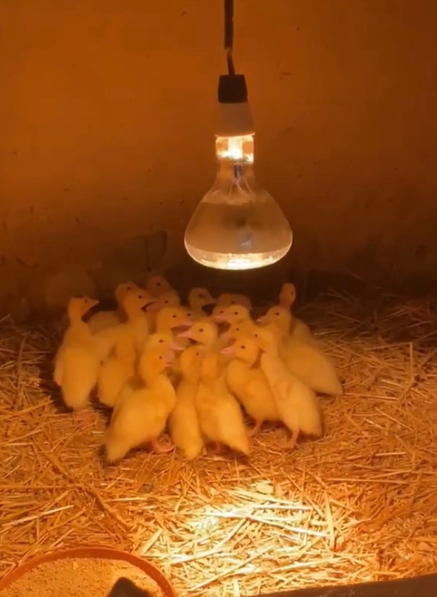 3-dňové káčata / chov kmeň “barbárie”