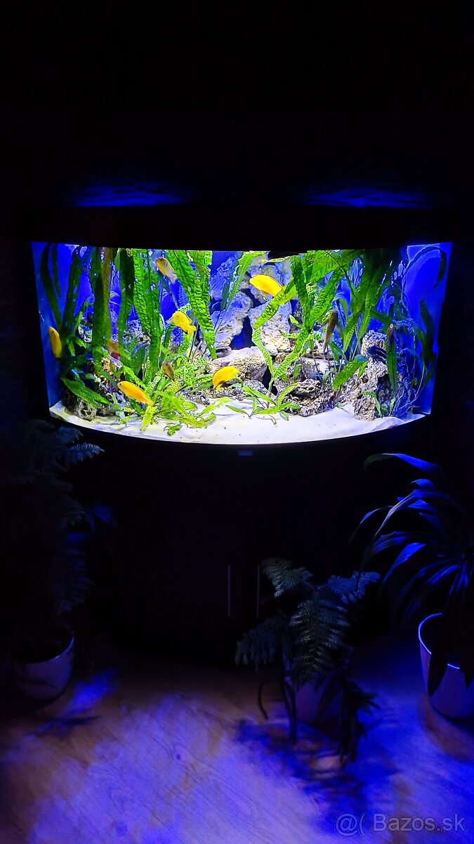 Juwel trigon 350