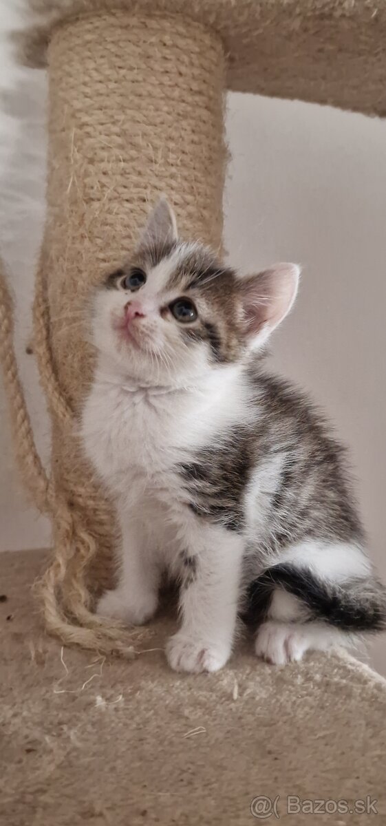 Maciatka