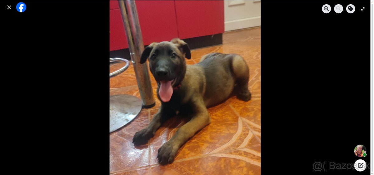 belgicke ovciak malinois