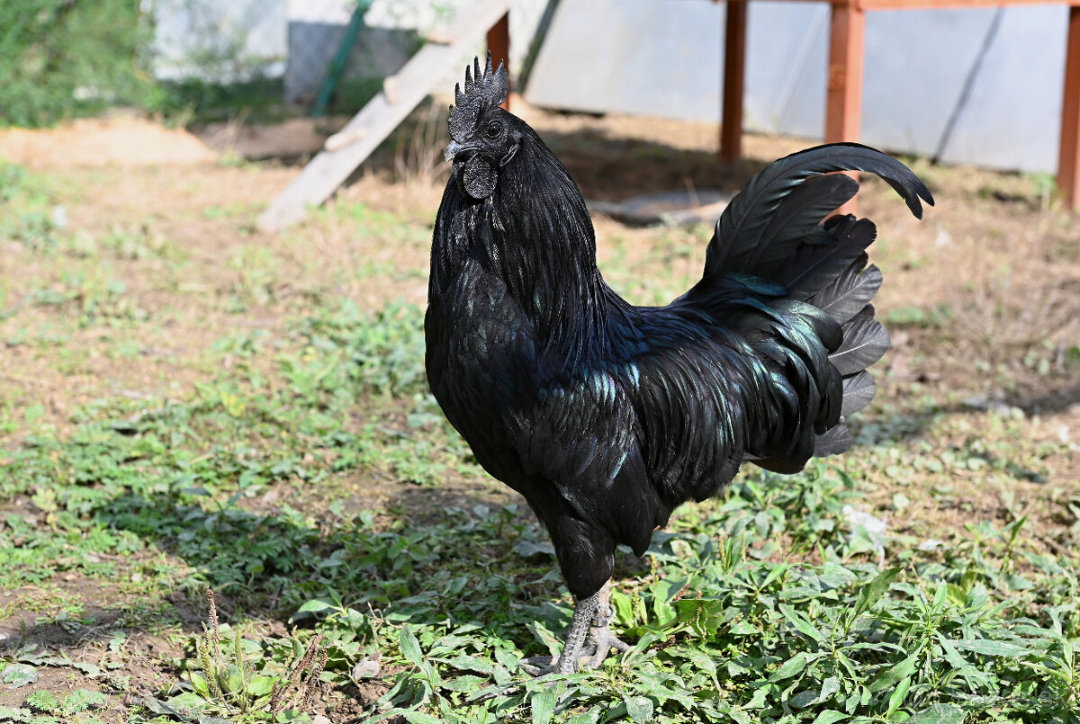 Kuriatka Ayam Cemani a Forver