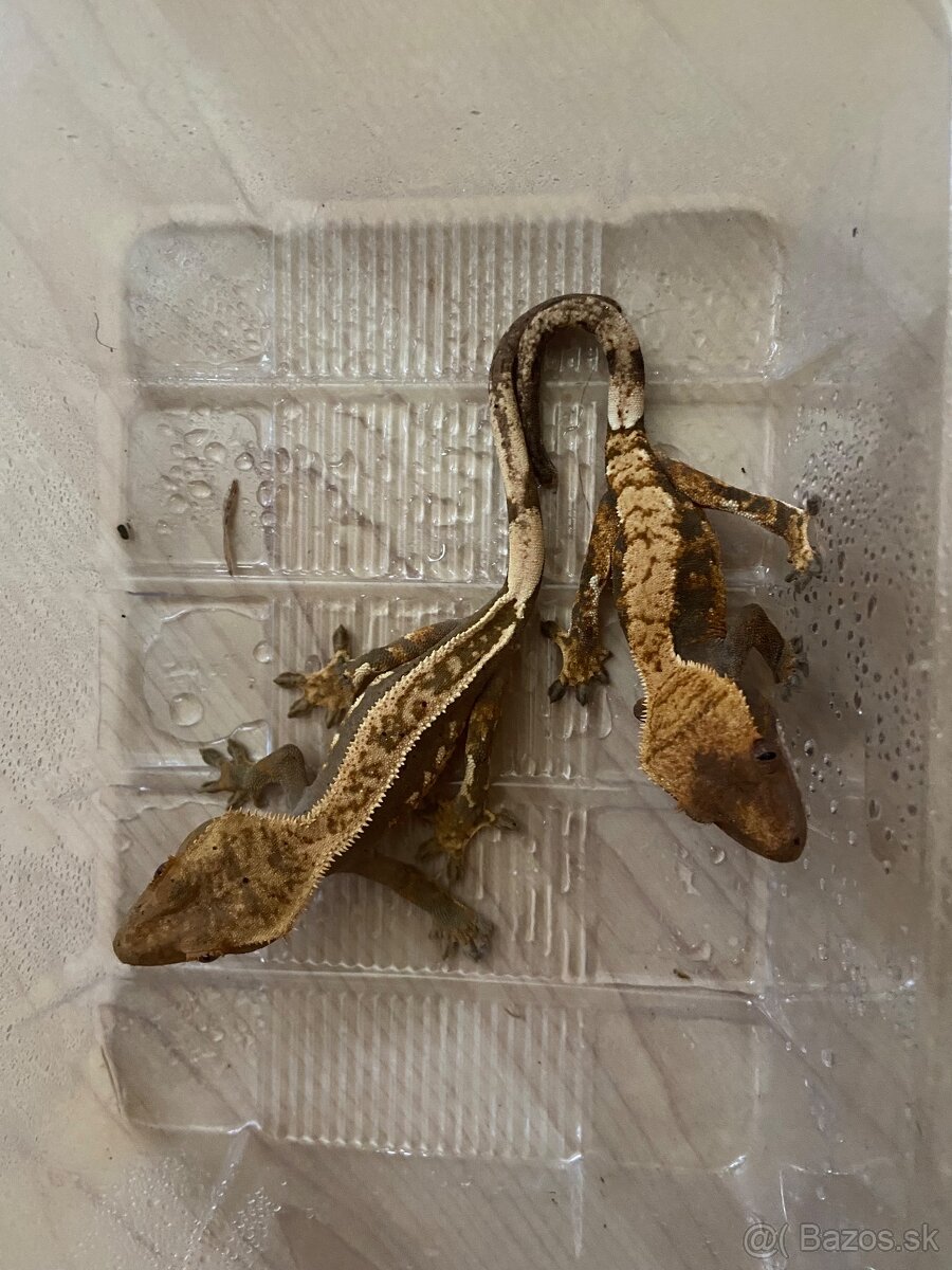 krist.kalis_cresties mladé samičky