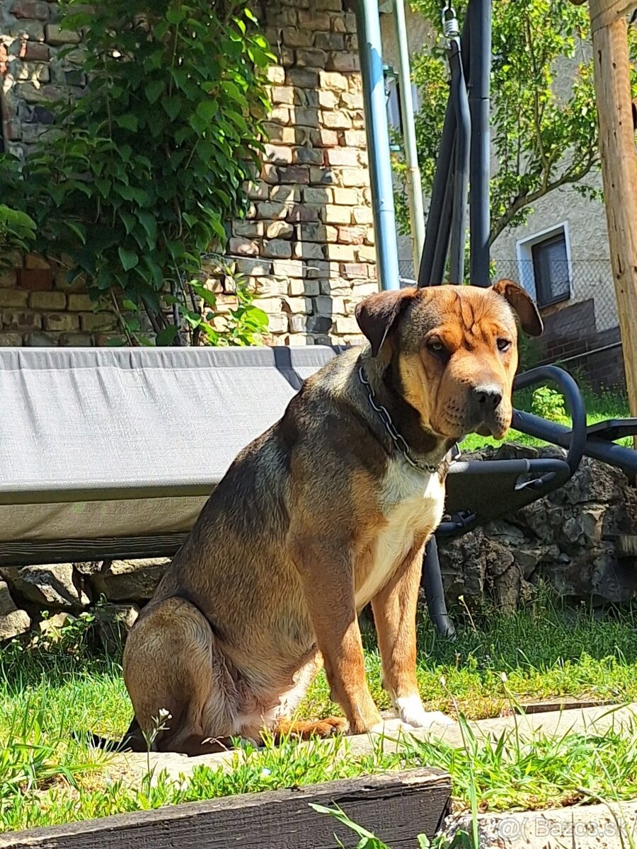 Darujem fenku križ.Staforda
