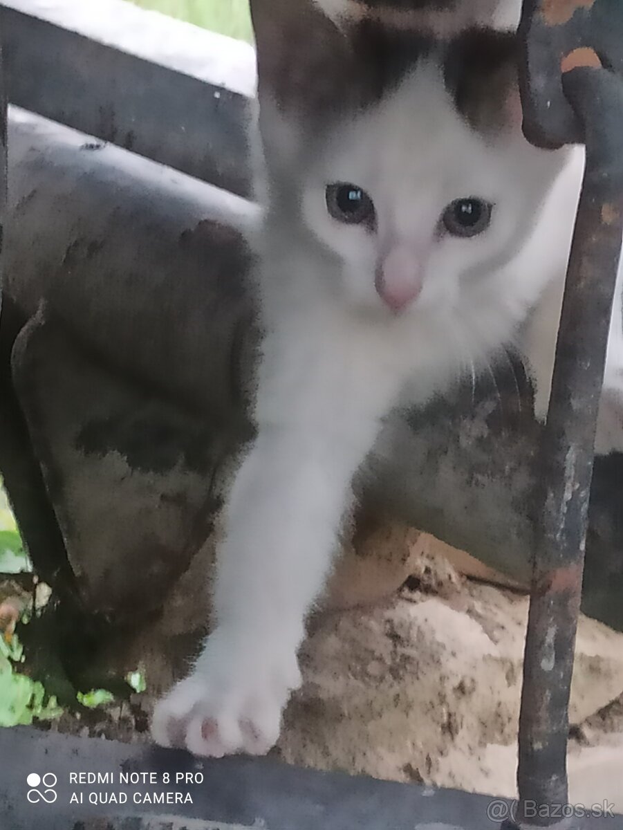 Darujem 3 Mesacneho kocurika