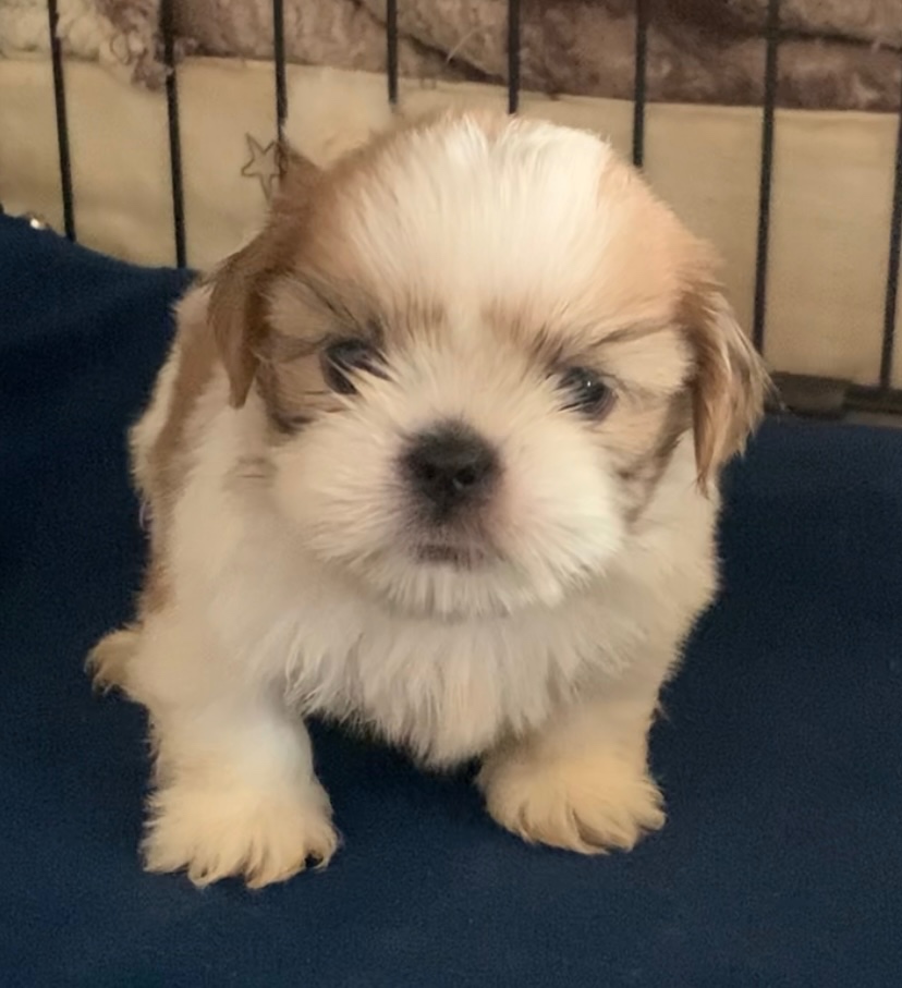 čistokrvné šteniatka Shih Tzu