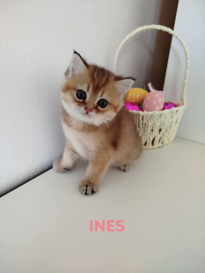 Britské mačiatka s PP