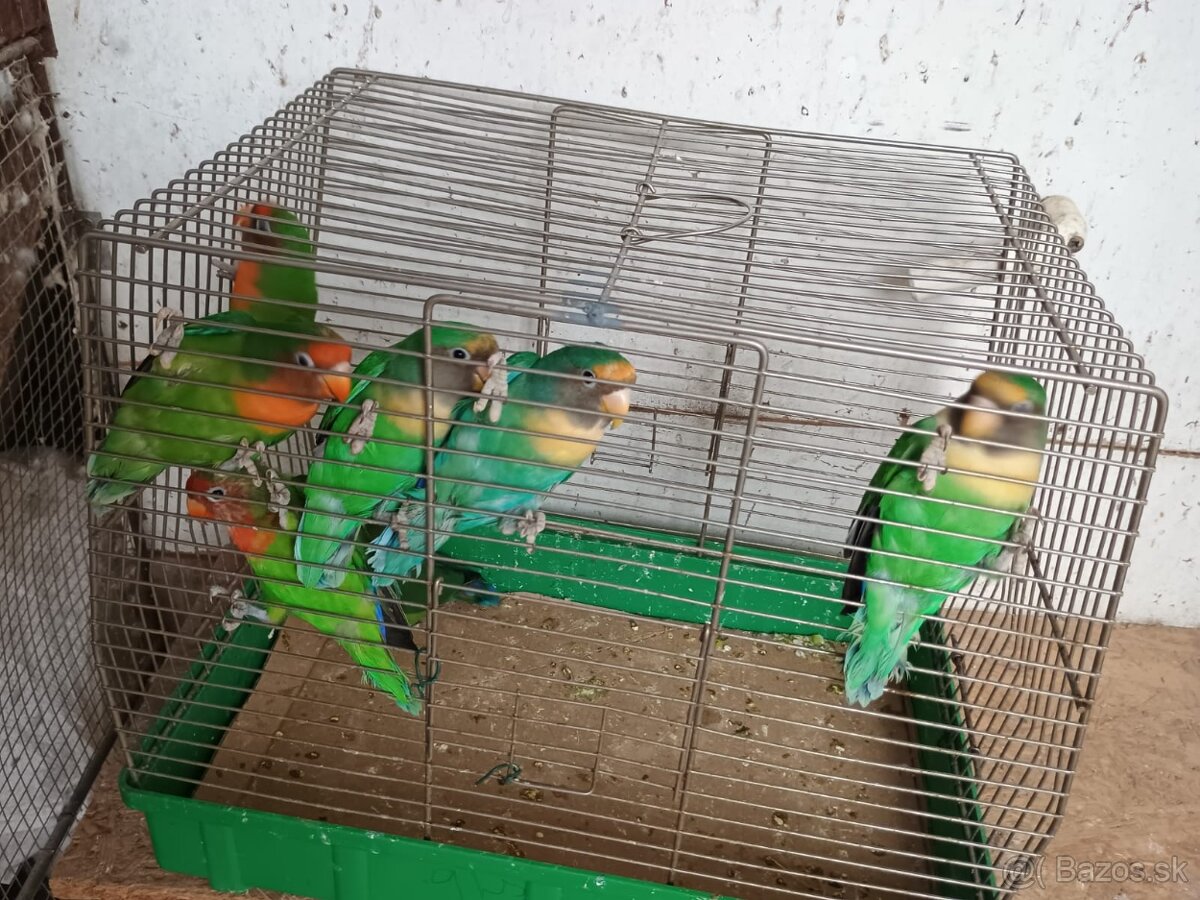 Agapornis ružovohrdlý