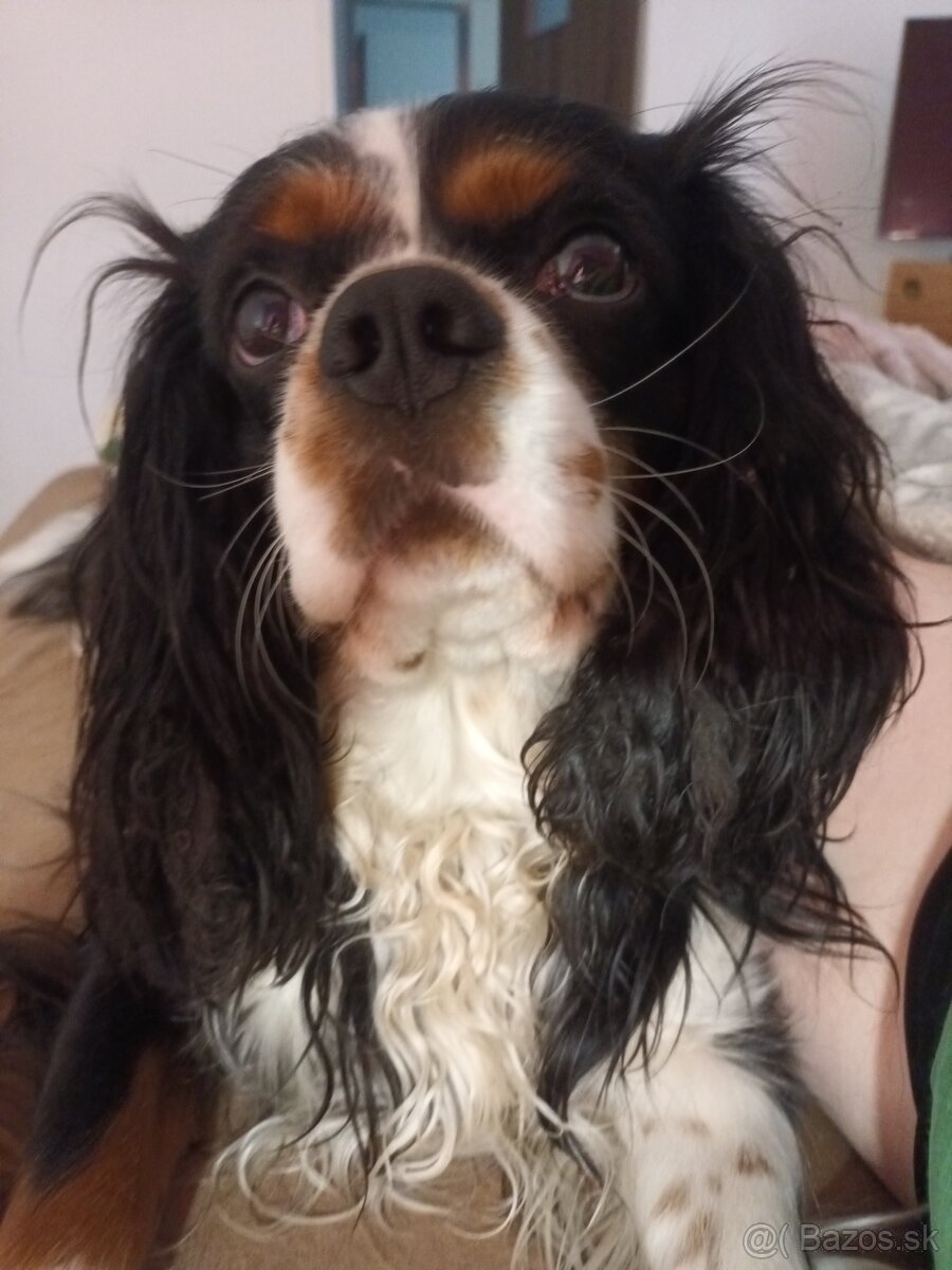 Cavalier