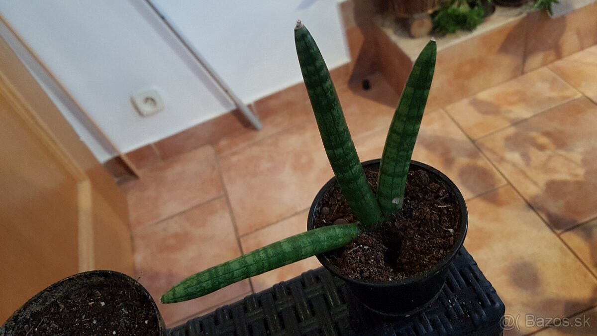 Sansevieria boncel