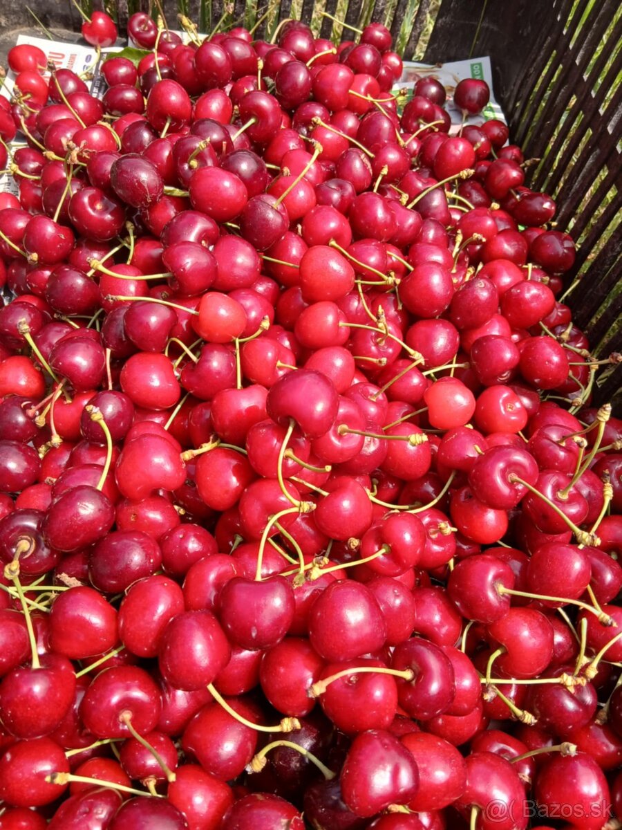 Čerešne