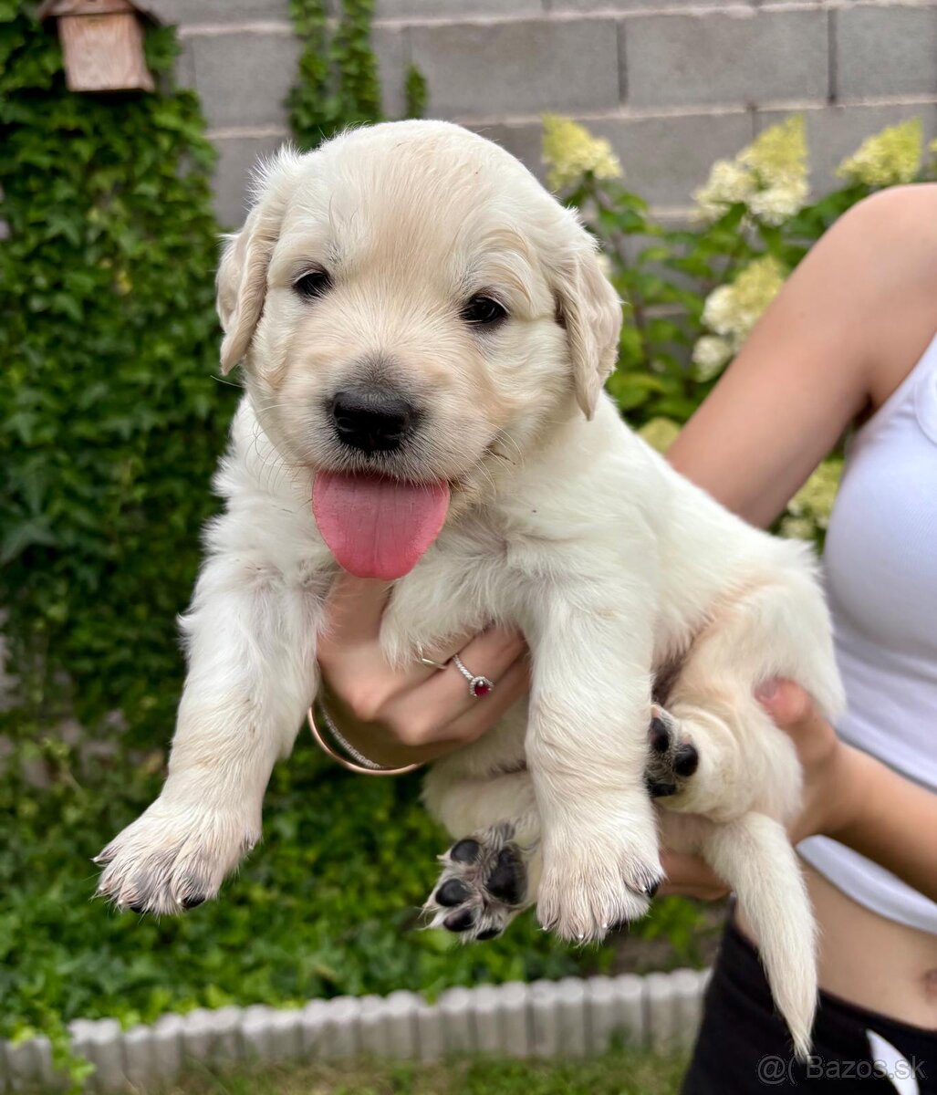 Zlatý retriever šteniatka narodené 16.6.2025
