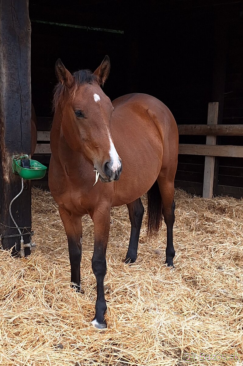 Quarter Horse 2,5 ročná kobyla