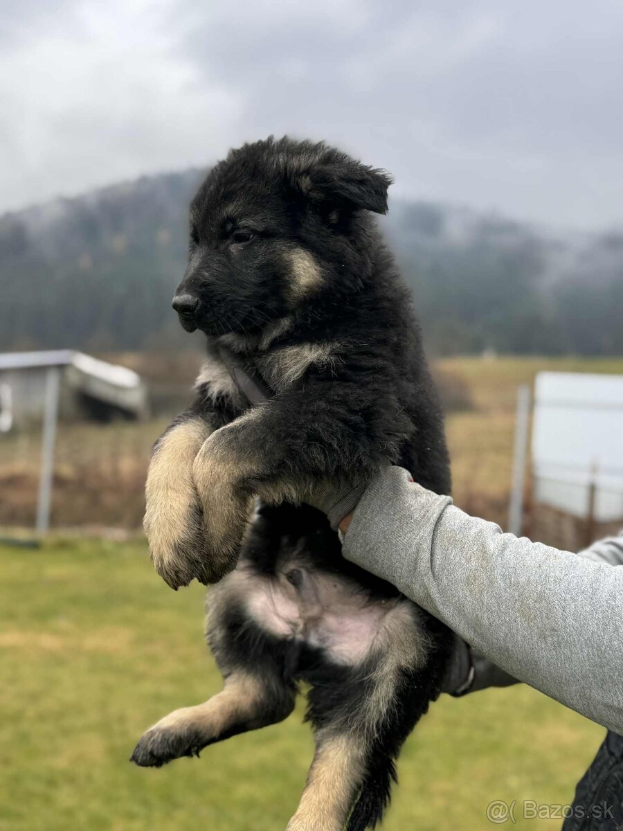 Šteniatko nemeckého ovčiaka