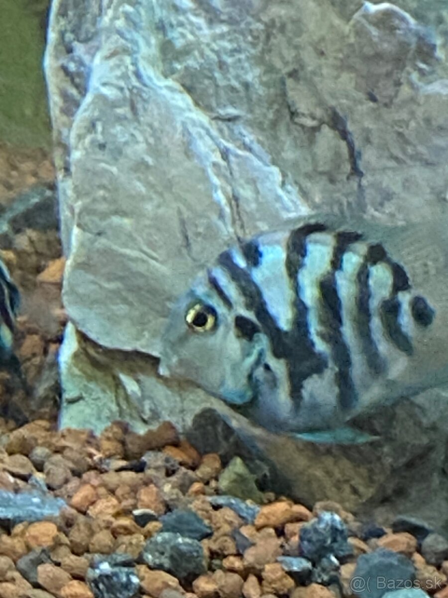 Blue parrot cichlidka