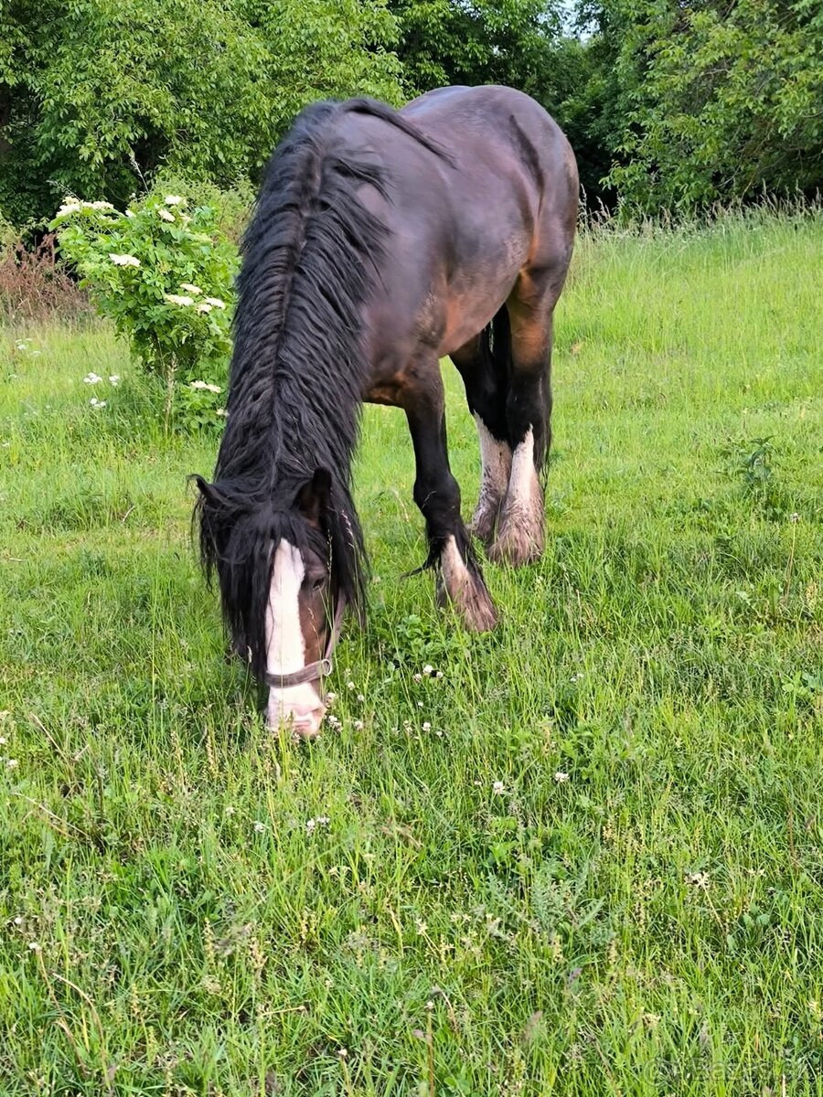 Drum horse plemený hřebec