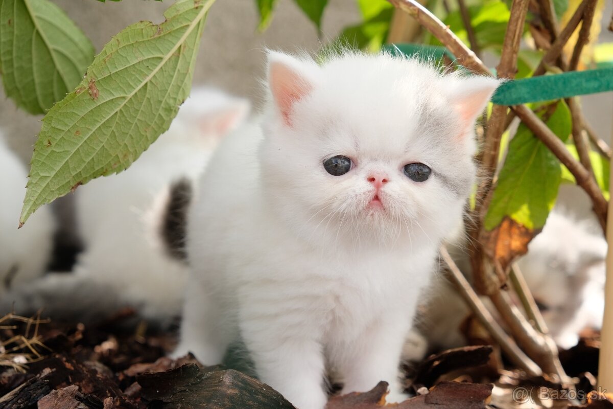 Exotické / perzské mačiatka s PP