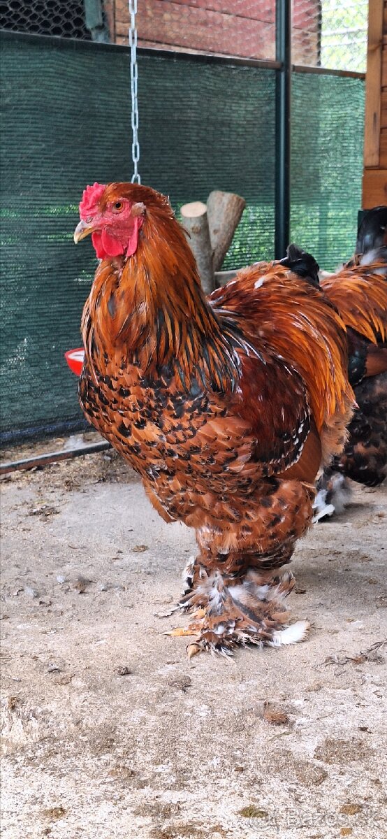 Brahmanka Porcelanova